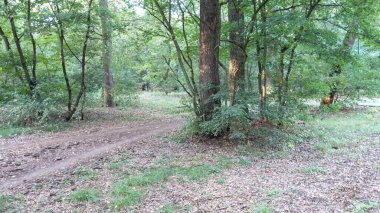 Bereketli yeşillikler arasında huzurlu orman yolu.