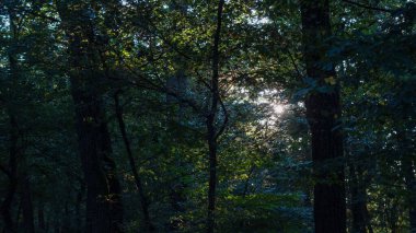 Güneş ışığı sık orman tepe örtüsünün içinden süzülür.