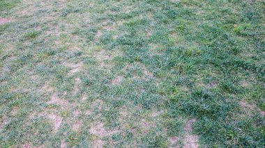 Kuru benekli yemyeşil çimenler