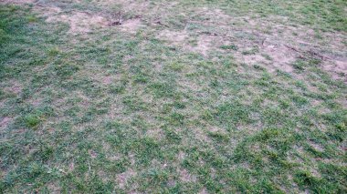 Düzensiz büyüyen yamalı çimen alanı