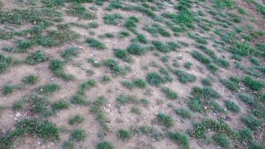 Toprakta düzensiz dağılmış yamalı otlar..