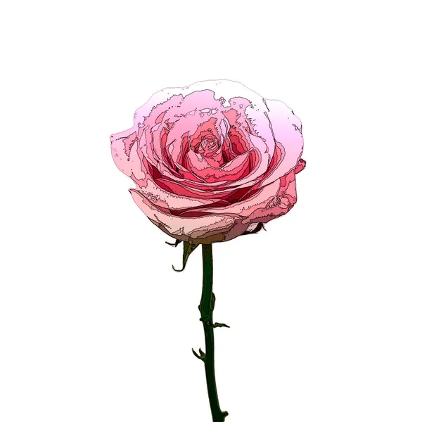 Botanische Illustratie Roze Roos Bloem Cartoon Stijl Geïsoleerd Witte Achtergrond — Stockfoto