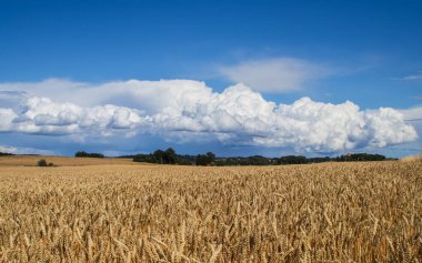 Güneşli bir günde olgunlaşmış tahıl