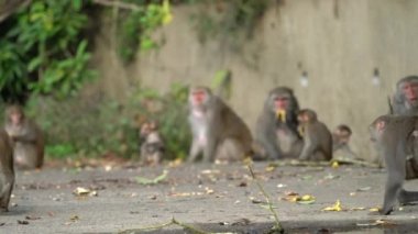 Vahşi Formosan makağı, Tayvan 'daki Tayvan makağı adındaki Formosan kaya maymunu yemek yiyor ve diğerlerine bakıyor..