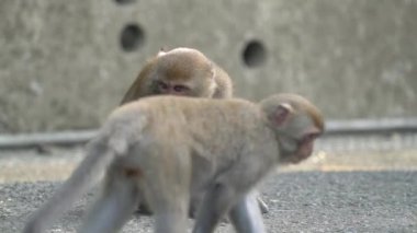 Vahşi Formosan makağı, Tayvan 'daki Tayvan makağı adındaki Formosan kaya maymunu yemek yiyor ve diğerlerine bakıyor..