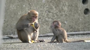 Vahşi Formosan makağı, Tayvan 'daki Tayvan makağı adındaki Formosan kaya maymunu yemek yiyor ve diğerlerine bakıyor..