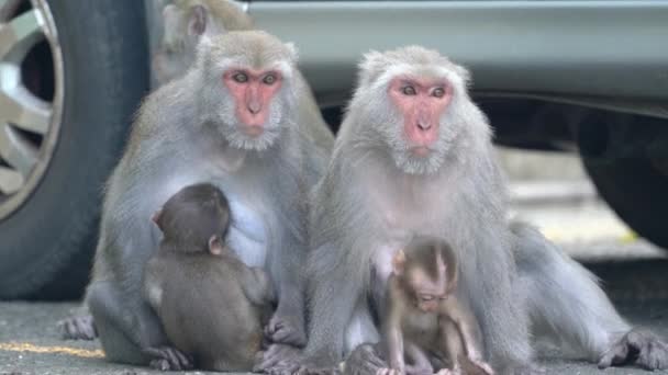 Wild Formosan Macaque Formosan Rock Monkey Επίσης Ονομάζεται Ταϊβανέζικο Macaque — Αρχείο Βίντεο