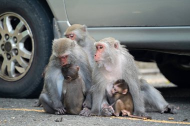 Vahşi Formosan makağı, Tayvan 'daki Tayvan makağı adındaki Formosan kaya maymunu yemek yiyor ve diğerlerine bakıyor..