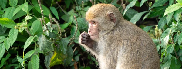 台湾的野生台湾猕猴也叫台湾猕猴 是台湾野生的台湾猕猴 它们正在吃东西 照顾别人 — 图库照片