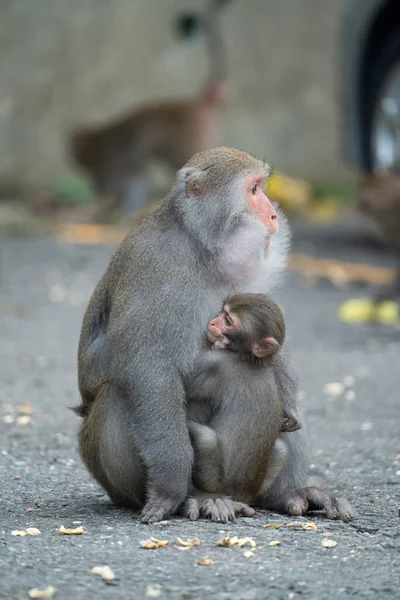 stock image Wild Formosan macaque, Formosan rock monkey also named Taiwanese macaque in Taiwan are eating and take care of others.