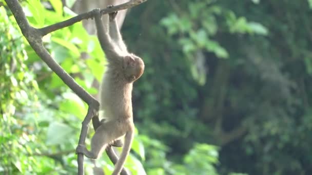 Monyet Formosa Liar Monyet Batu Formosa Juga Bernama Kera Taiwan — Stok Video