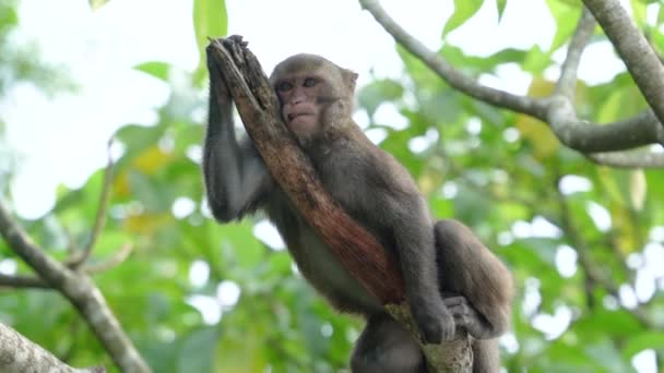 Macaco Formosano Selvagem Macaco Rochoso Formosano Também Chamado Macaco Taiwanês — Vídeo de Stock