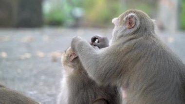 Vahşi Formosan makağı, Tayvan 'daki Tayvan makağı adındaki Formosan kaya maymunu yemek yiyor ve diğerlerine bakıyor..