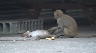 Vahşi Formosan makağı, Tayvan 'daki Tayvan makağı adındaki Formosan kaya maymunu yemek yiyor ve diğerlerine bakıyor..