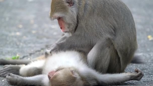 Macaque Sauvage Formosan Singe Roche Formosan Également Appelé Macaque Taïwanais — Video
