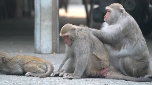 타이완에 서식하는 대만인 마카크라고 도불리는 원숭이가 사람들을 먹이고 돌보고 — 비디오