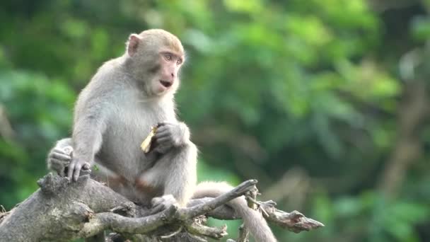타이완에 서식하는 대만인 마카크라고 도불리는 원숭이가 사람들을 먹이고 돌보고 — 비디오