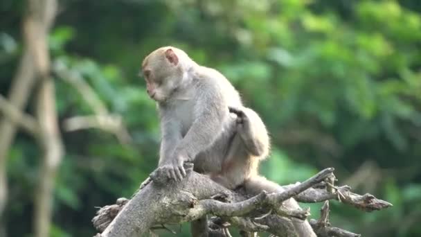 Wild Formosan Macaque Formosan Rock Apa Också Heter Taiwanesiska Macaque — Stockvideo