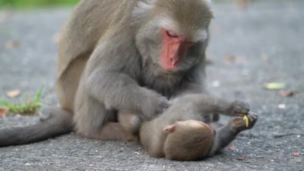 Macaco Formosan Salvaje Mono Roca Formosan También Llamado Macaco Taiwanés — Vídeo de stock