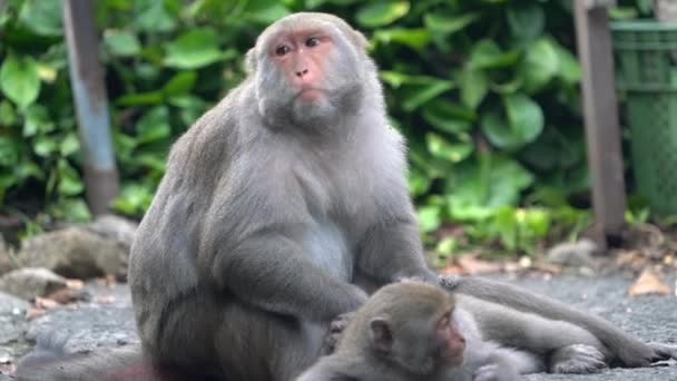 台湾的野生台湾猕猴也叫台湾猕猴 是台湾野生的台湾猕猴 它们正在吃东西 照顾别人 — 图库视频影像