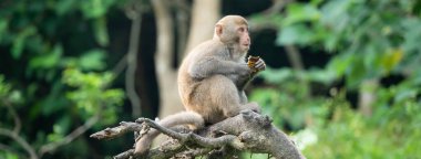 Vahşi Formosan makağı, Tayvan 'daki Tayvan makağı adındaki Formosan kaya maymunu yemek yiyor ve diğerlerine bakıyor..