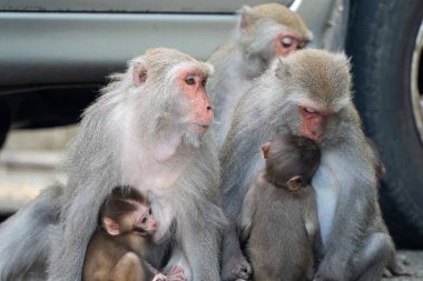 Vahşi Formosan makağı, Tayvan 'daki Tayvan makağı adındaki Formosan kaya maymunu yemek yiyor ve diğerlerine bakıyor..