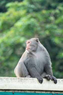 Vahşi Formosan makağı, Tayvan 'daki Tayvan makağı adındaki Formosan kaya maymunu yemek yiyor ve diğerlerine bakıyor..