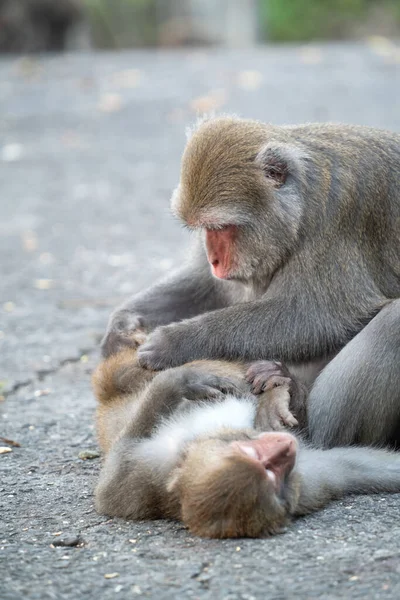 Wild Formosan Macaque Formosan Rock Monkey Również Nazwie Taiwanese Macaque — Zdjęcie stockowe