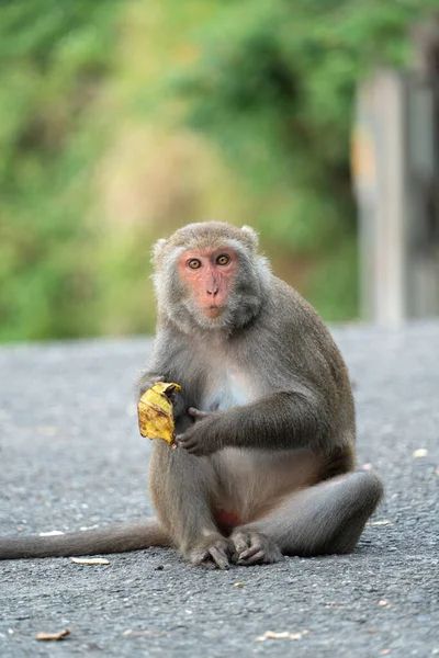 Macaque Sauvage Formosan Singe Roche Formosan Également Appelé Macaque Taïwanais — Photo