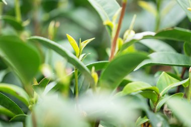 Güzel yeşil çay ekinleri bahçe sıraları sahnesini kapatın. Taze doğal çay ürünleri için tasarım konsepti..