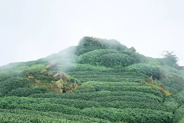Close up of beautiful green tea crop garden rows scene, design concept for the fresh natural tea product.