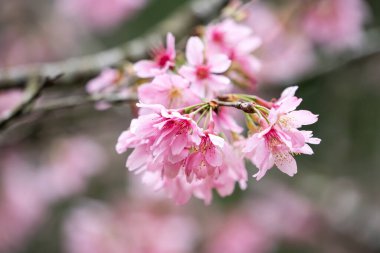 Beautiful Fuji Mame Sakura Cherry Blossom blooming in Taiwan in springtime.