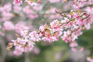 Beautiful Fuji Mame Sakura Cherry Blossom blooming in Taiwan in springtime.