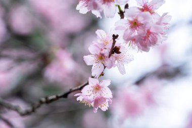 Beautiful Fuji Mame Sakura Cherry Blossom blooming in Taiwan in springtime.
