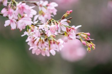 Beautiful Fuji Mame Sakura Cherry Blossom blooming in Taiwan in springtime.