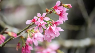 Beautiful Fuji Mame Sakura Cherry Blossom blooming in Taiwan in springtime.