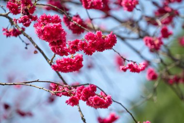 Beautiful Yae Sakura Cherry Blossom blooming in Taiwan in springtime.
