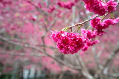 Beautiful Yae Sakura Cherry Blossom blooming in Taiwan in springtime.