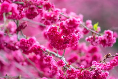 Beautiful Yae Sakura Cherry Blossom blooming in Taiwan in springtime.