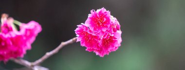 Beautiful Yae Sakura Cherry Blossom blooming in Taiwan in springtime.