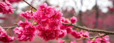 Beautiful Yae Sakura Cherry Blossom blooming in Taiwan in springtime.
