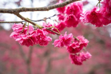 Beautiful Yae Sakura Cherry Blossom blooming in Taiwan in springtime.
