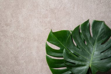 Gri arkaplanda kopyalanmış tropikal palmiye canavarlarının üst görünümü.