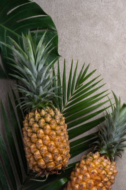 Gri arka planda tropik canavar yapraklı taze ananas manzarası.