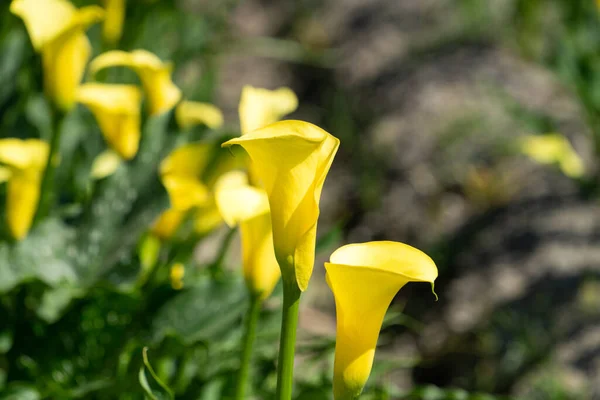 Όμορφο Όμορφο Κίτρινο Κρίνο Calla Στο Φυσικό Κήπο — Φωτογραφία Αρχείου