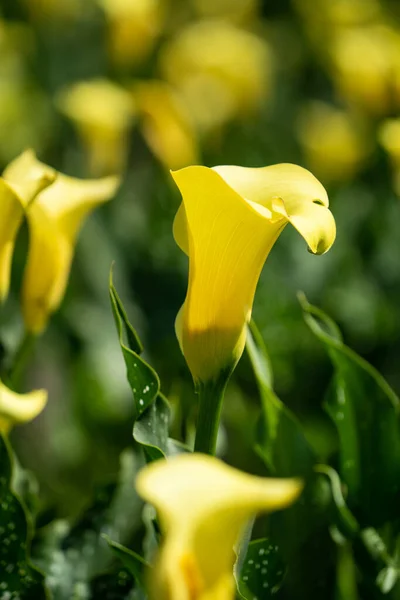 Beautiful Lovely Yellow Calla Lily Natural Garden — Stock Photo, Image