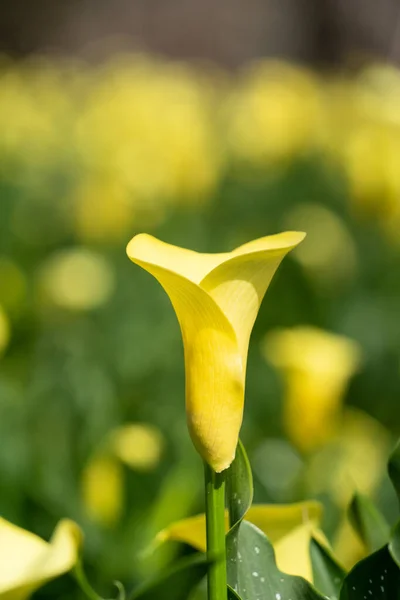 Beautiful Lovely Yellow Calla Lily Natural Garden — Stock Photo, Image