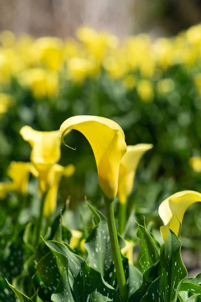Όμορφο Όμορφο Κίτρινο Κρίνο Calla Στο Φυσικό Κήπο — Φωτογραφία Αρχείου