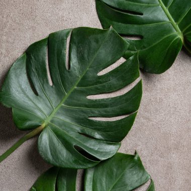 Gri arkaplanda kopyalanmış tropikal palmiye canavarlarının üst görünümü.