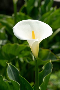 Güzel beyaz zambak doğal bahçede..